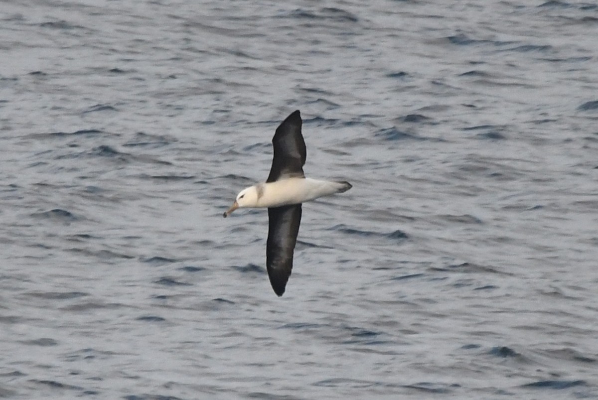 albatros černobrvý - ML619868381