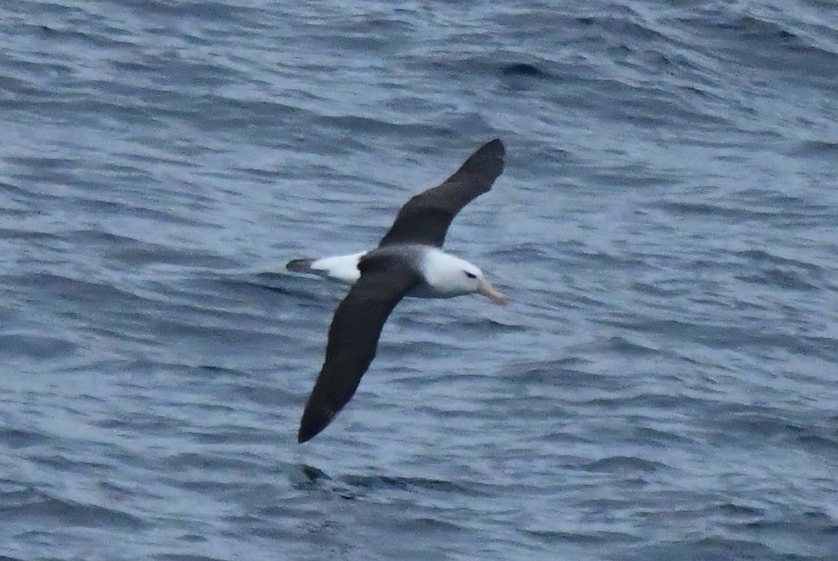 albatros černobrvý - ML619868382