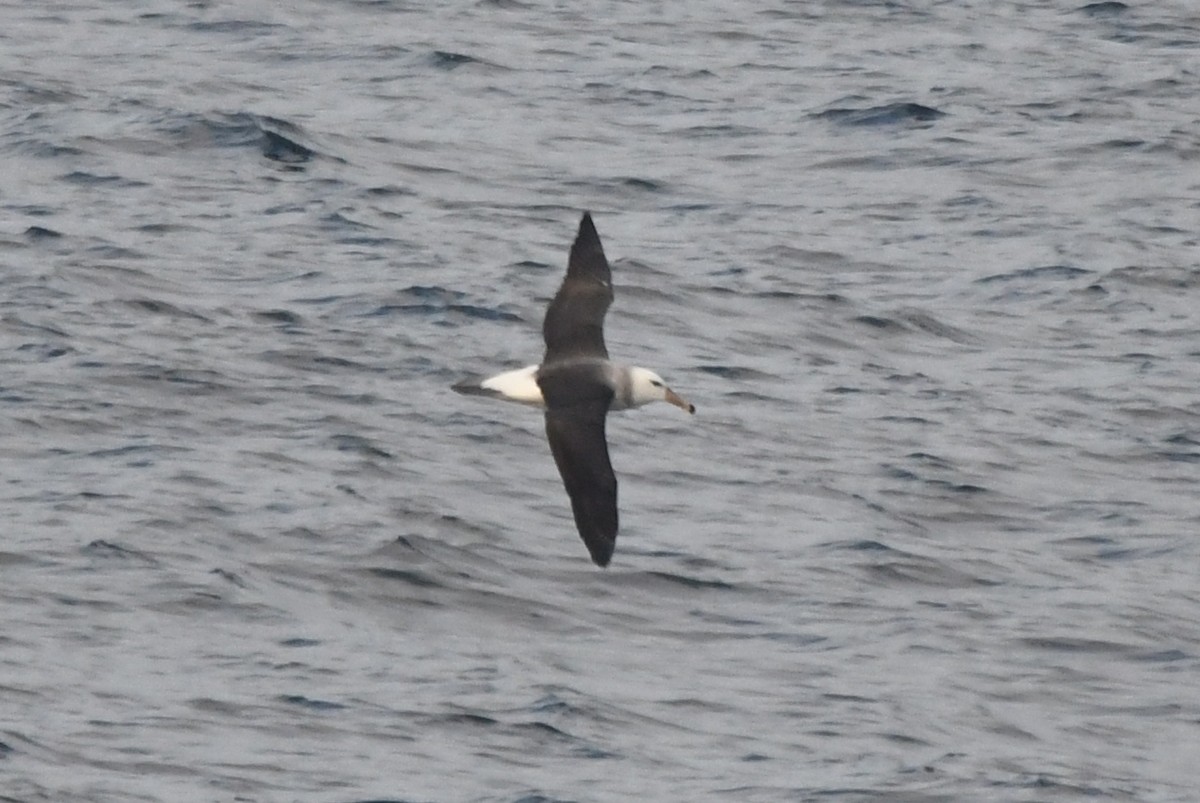 albatros černobrvý - ML619868383