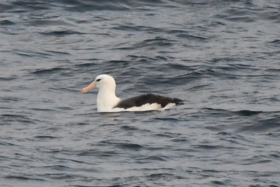 albatros černobrvý - ML619868384
