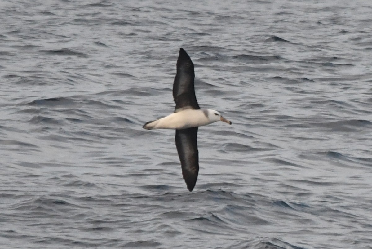 albatros černobrvý - ML619868385