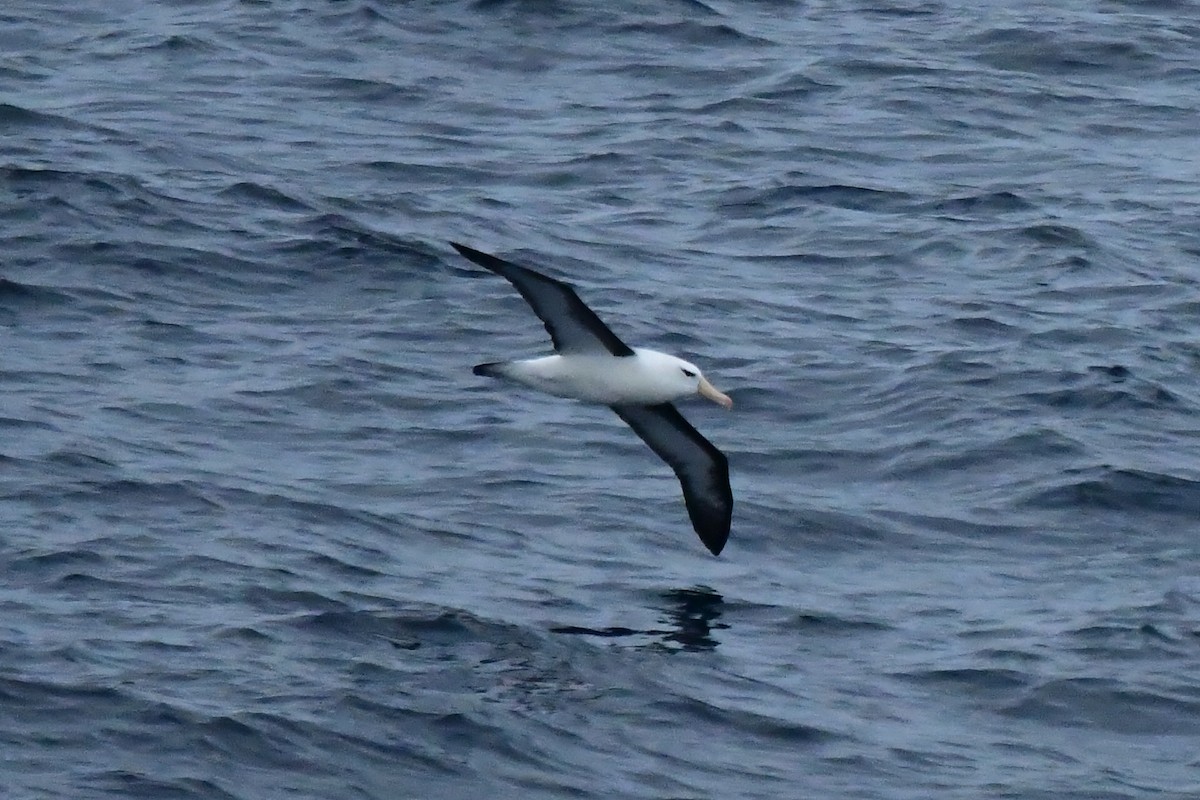 albatros černobrvý - ML619868387