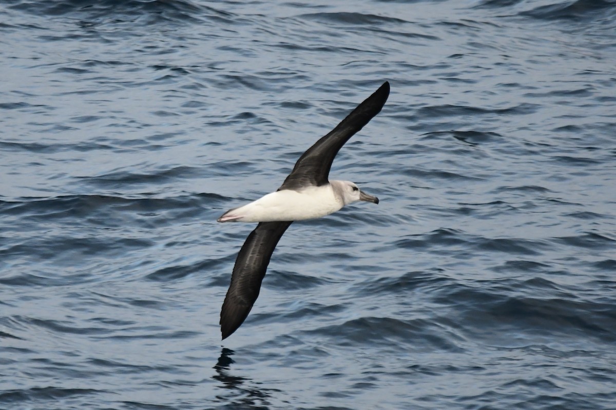albatros černobrvý - ML619868388