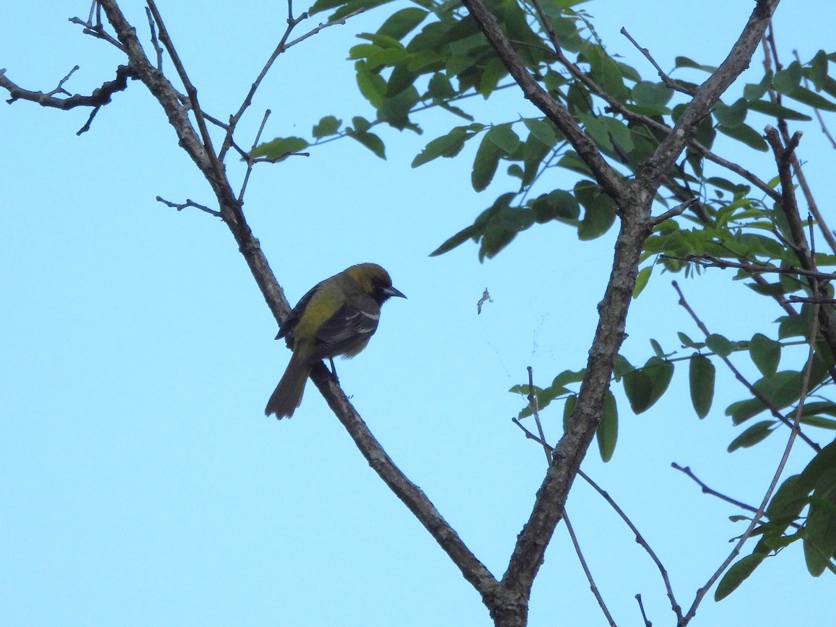 Orchard Oriole - ML619868389