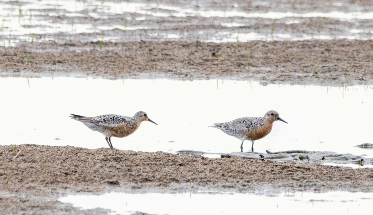 Red Knot - ML619868391