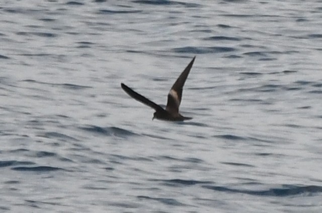 Markham's Storm-Petrel - ML619868412