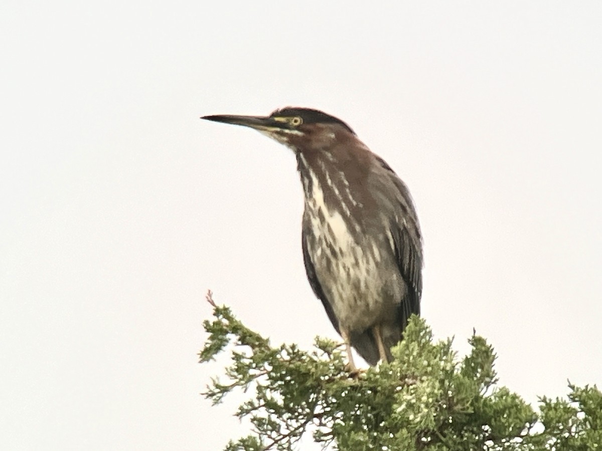 Green Heron - ML619868427