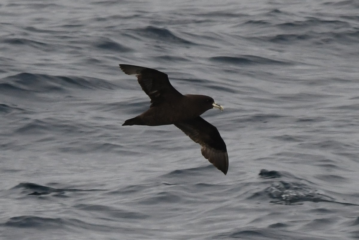 White-chinned Petrel - ML619868430