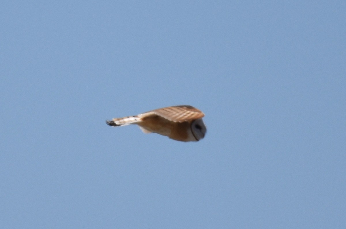 Barn Owl - ML619868442