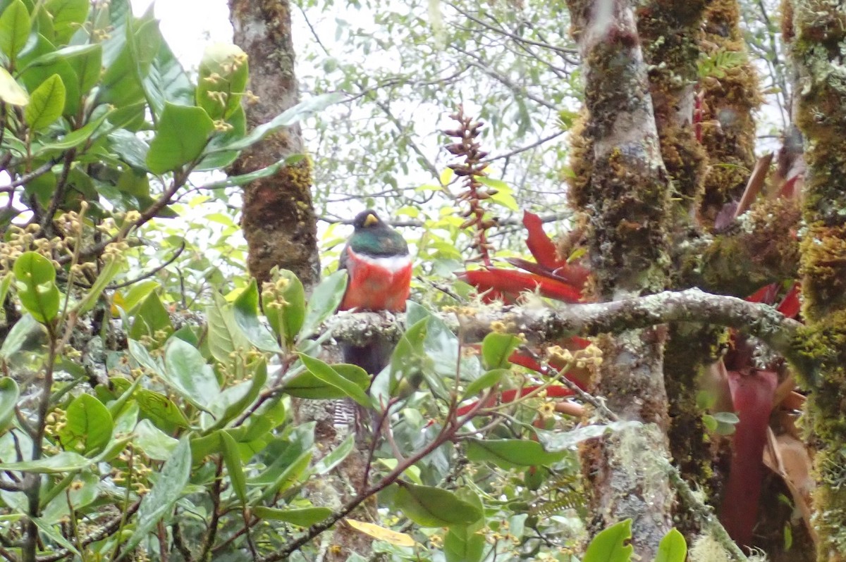 Collared Trogon - ML619868449