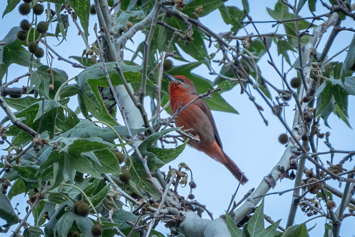 Hepatic Tanager - ML619868458