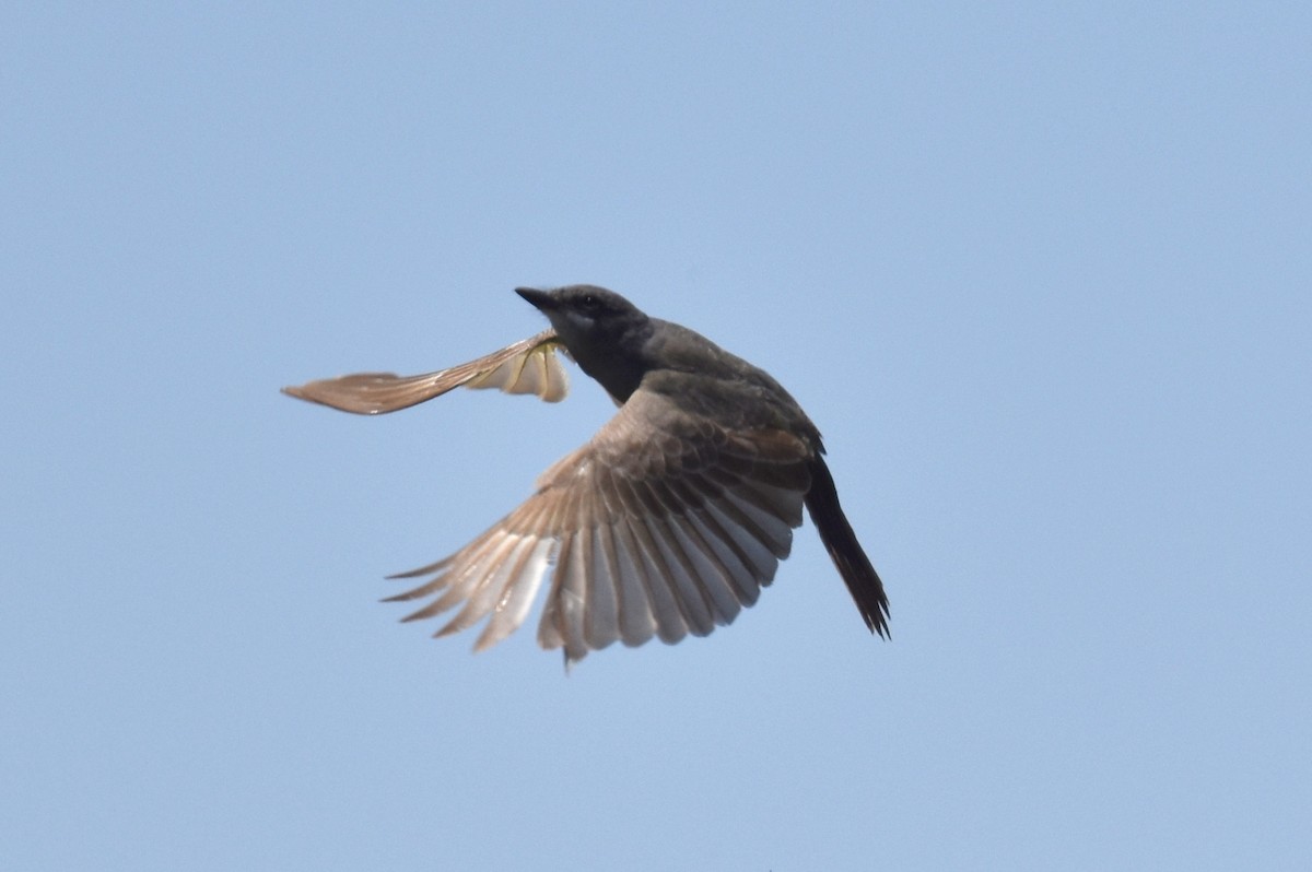 Cassin's Kingbird - ML619868460