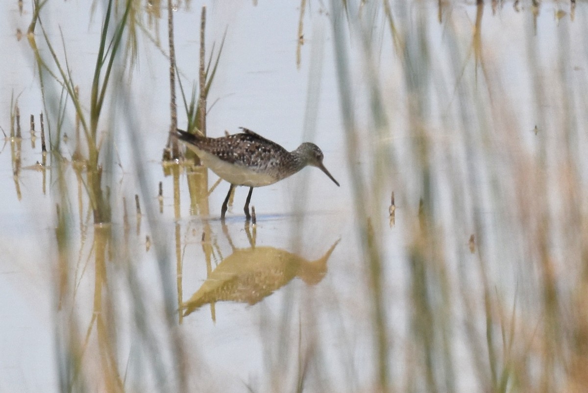 Lesser Yellowlegs - ML619868479