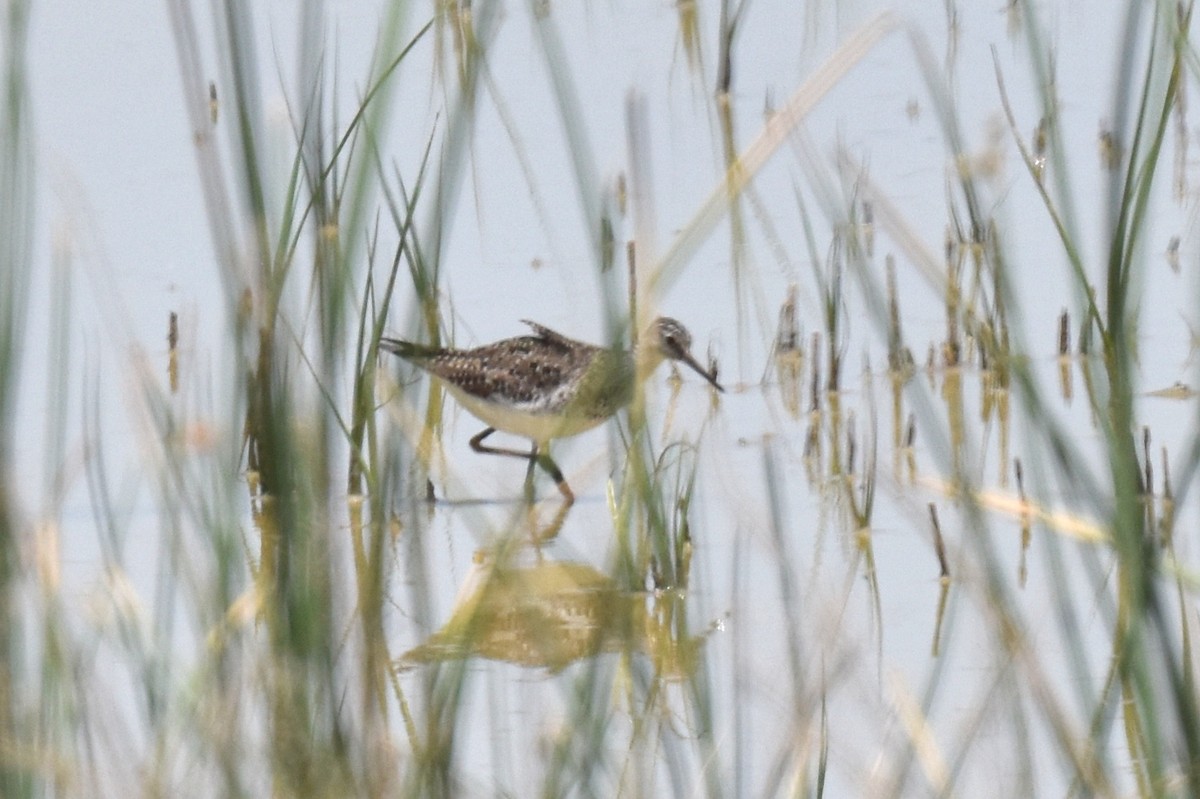 Lesser Yellowlegs - ML619868480