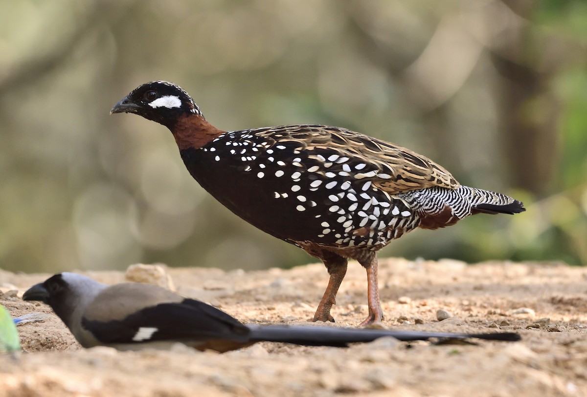 Black Francolin - ML619868481