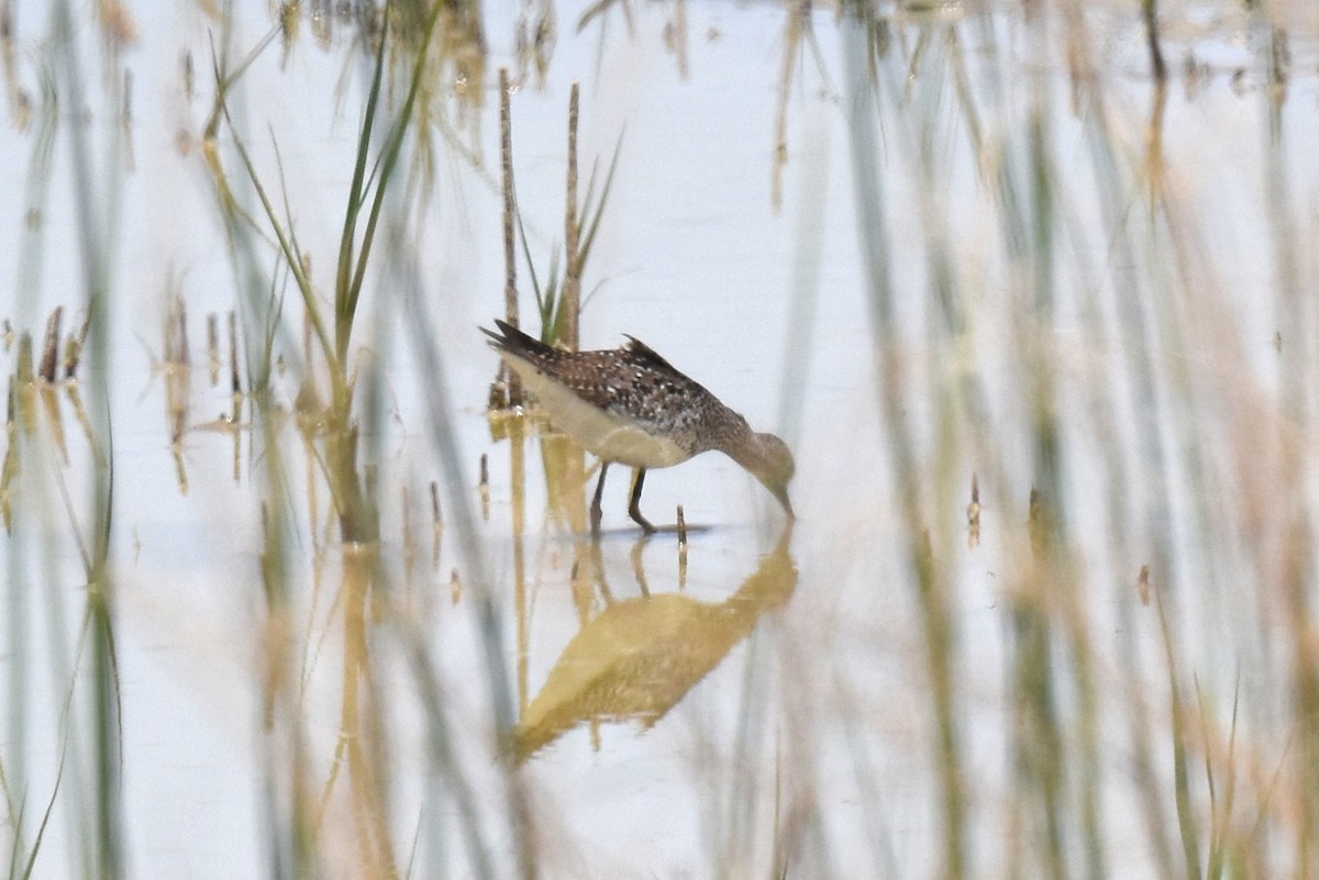 Lesser Yellowlegs - ML619868485