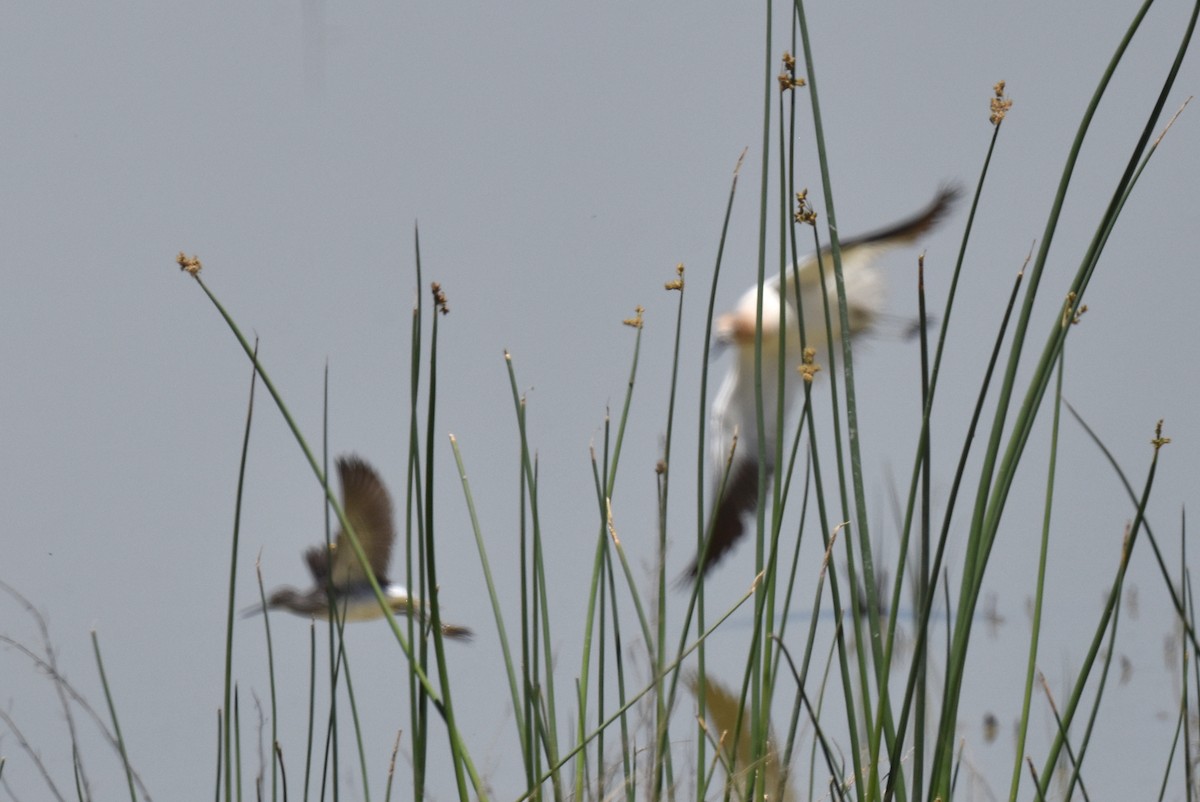 Lesser Yellowlegs - ML619868486