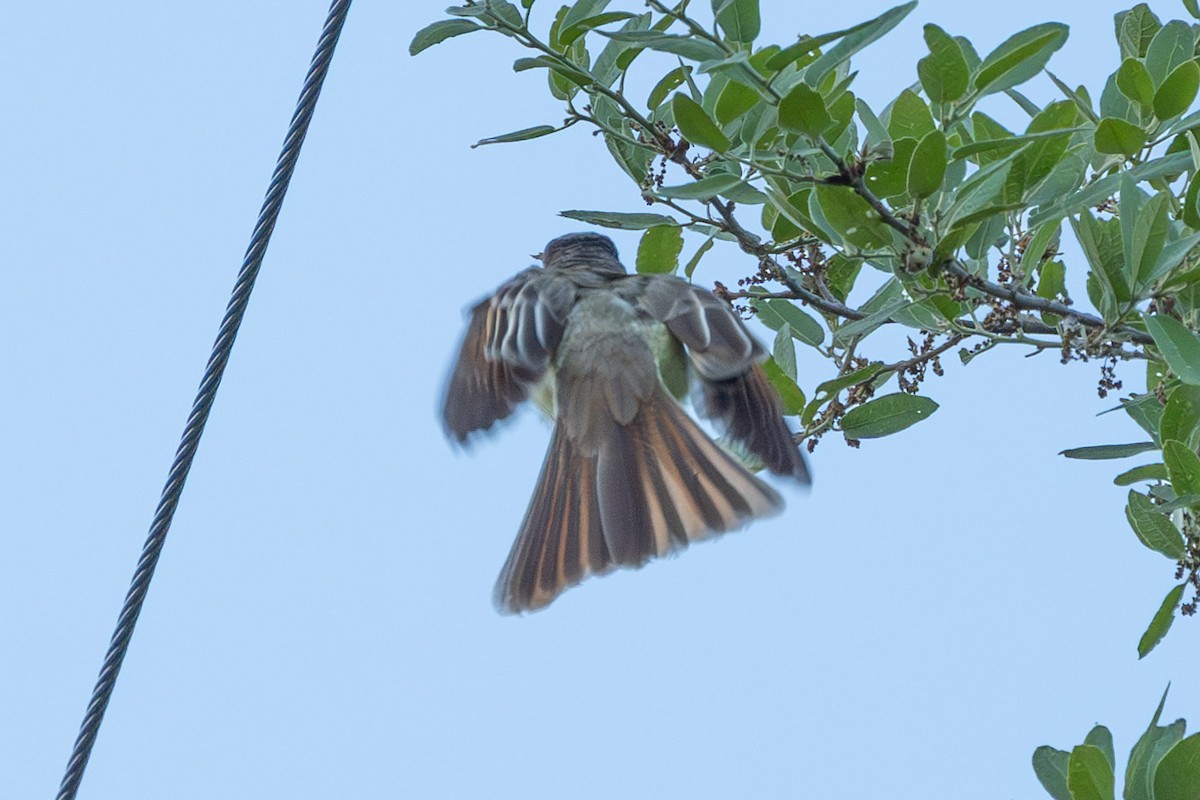 Brown-crested Flycatcher - ML619868492