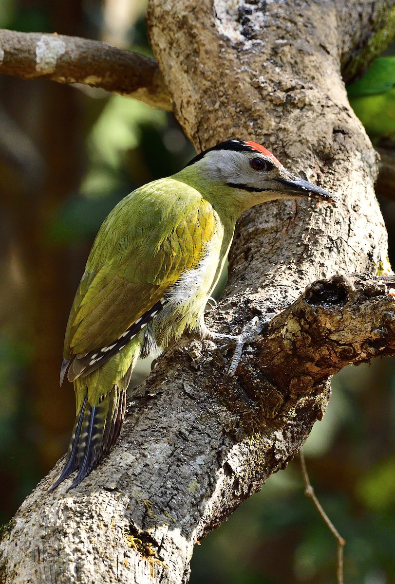 Gray-headed Woodpecker - ML619868505