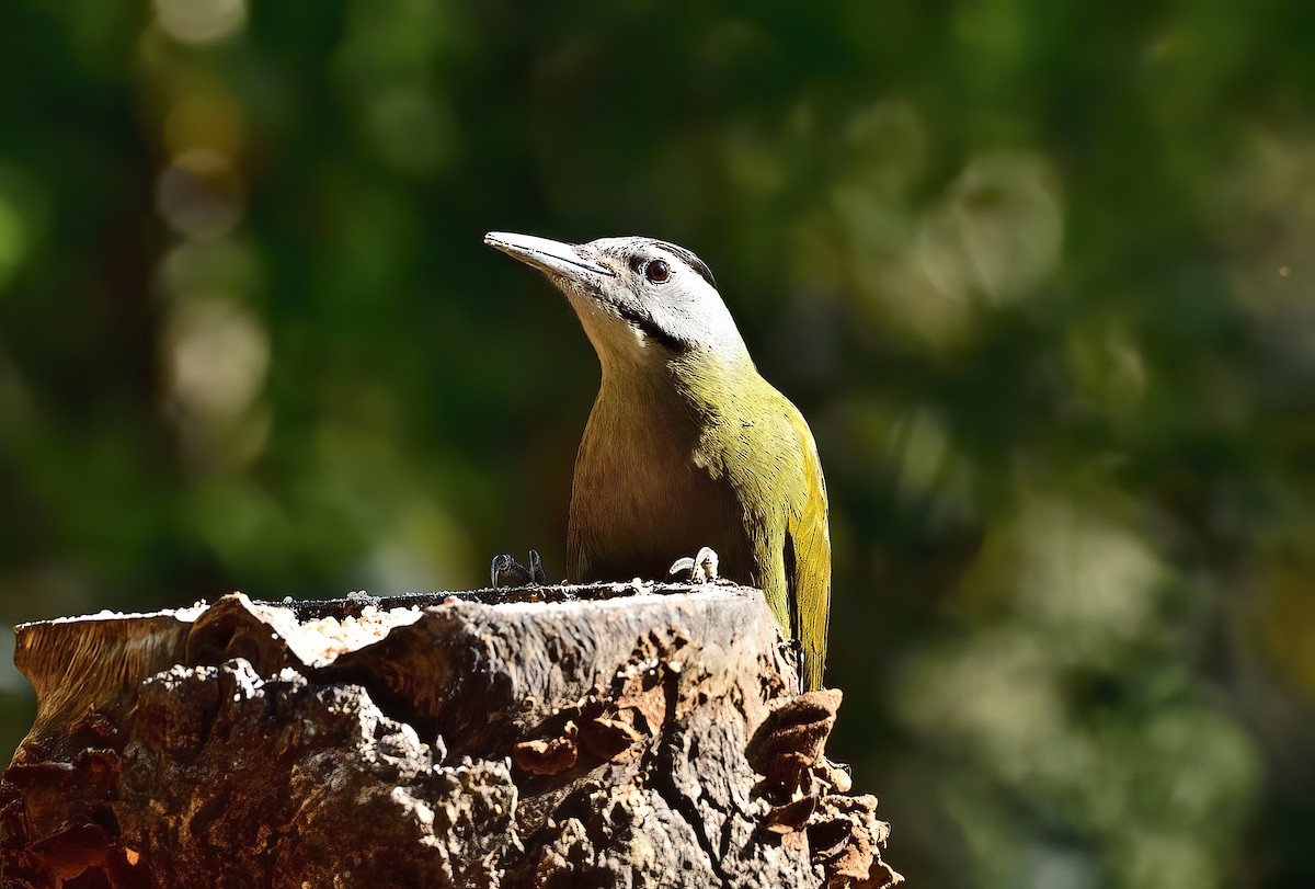 Gray-headed Woodpecker - ML619868506