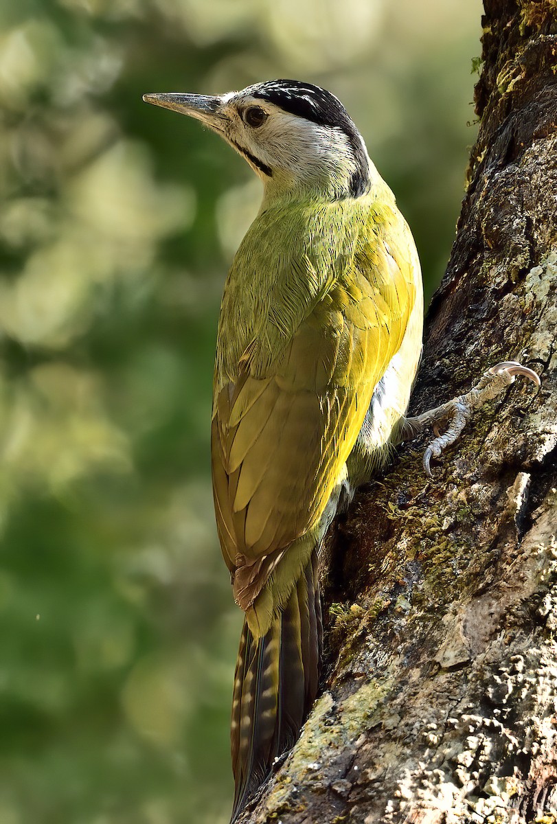 Gray-headed Woodpecker - ML619868507