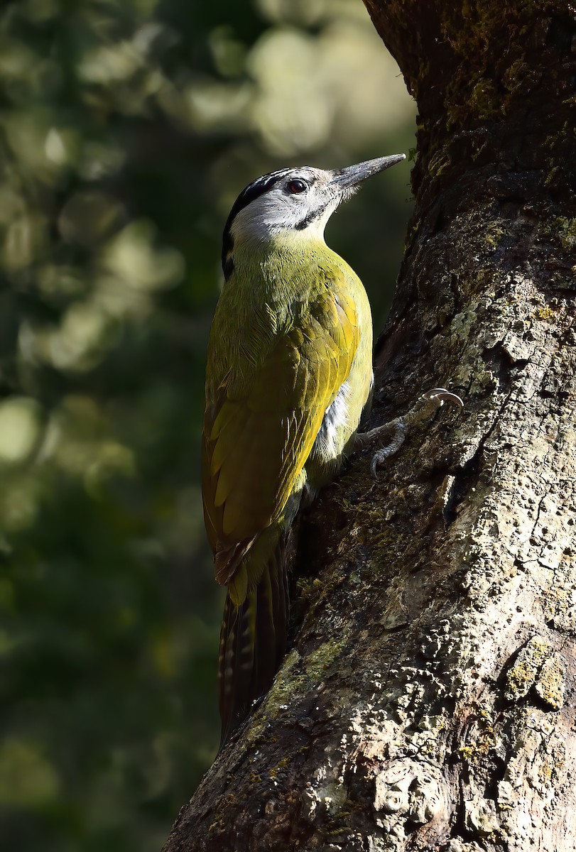 Gray-headed Woodpecker - ML619868508