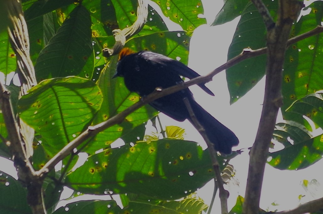 Flame-crested Tanager - ML619868530