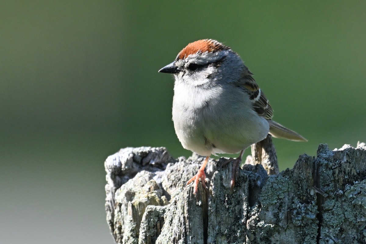 Chipping Sparrow - ML619868532