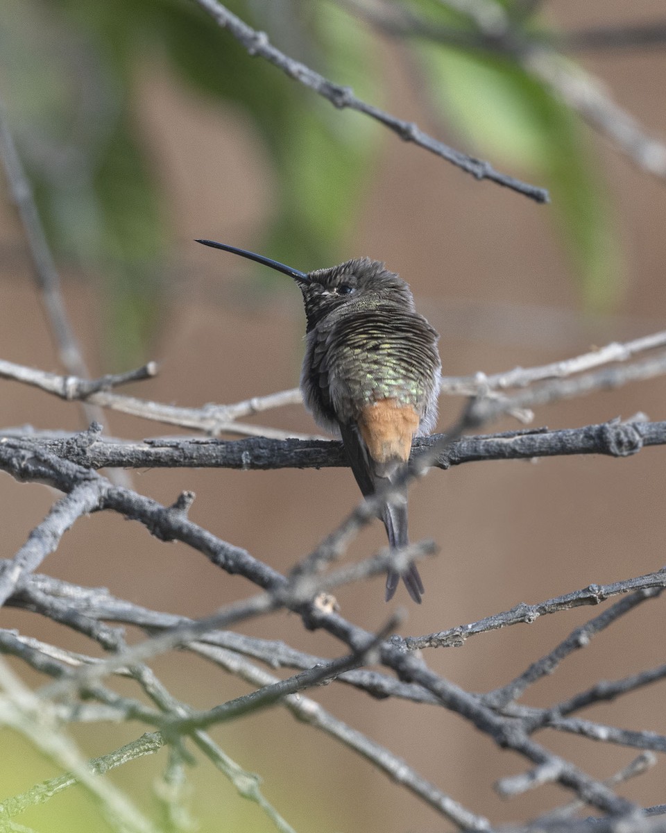 Colibrí del Atacama - ML619868533