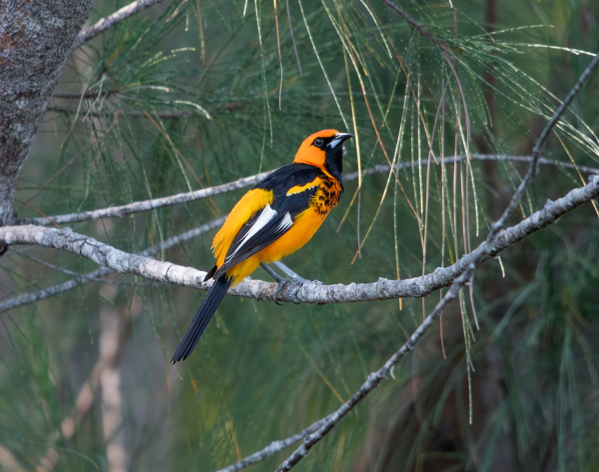 Spot-breasted Oriole - ML619868534