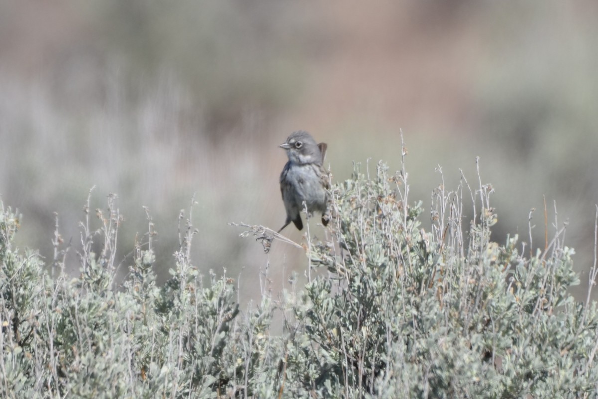 Sagebrush Sparrow - ML619868536