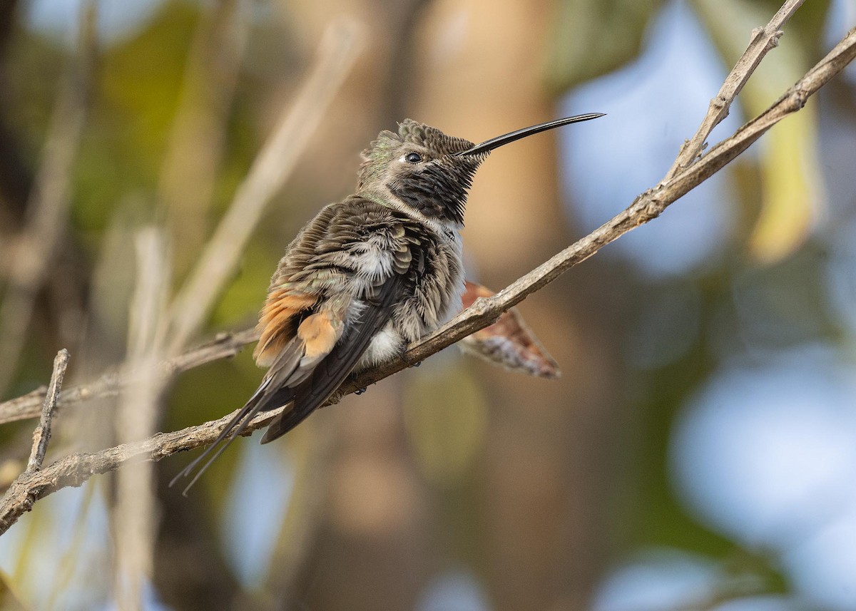 Colibrí del Atacama - ML619868540