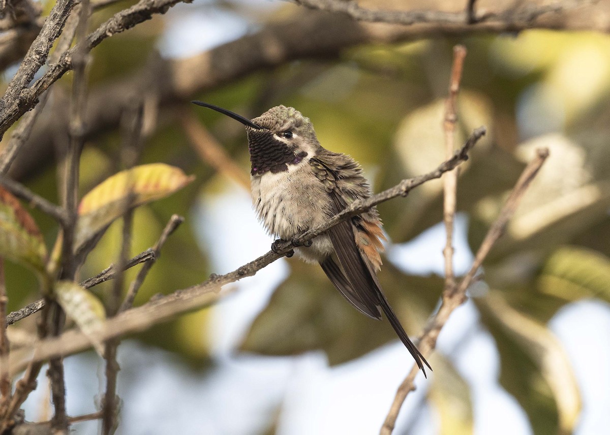 Colibrí del Atacama - ML619868542