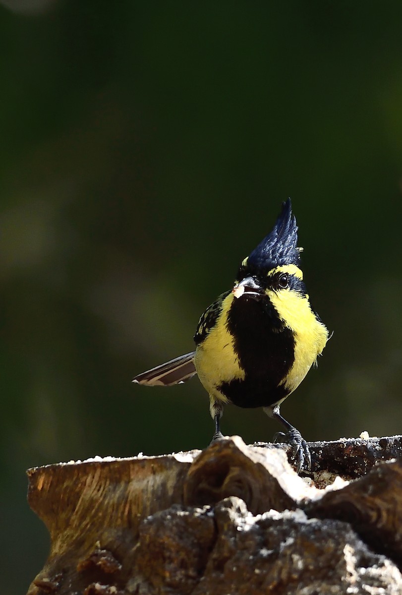 Mésange à joues jaunes - ML619868558