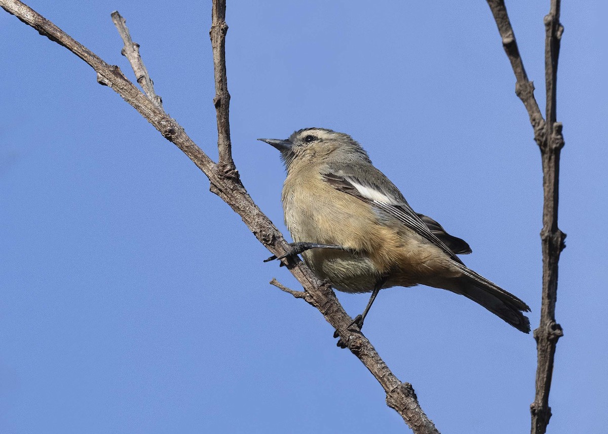 Cinereous Conebill - ML619868574