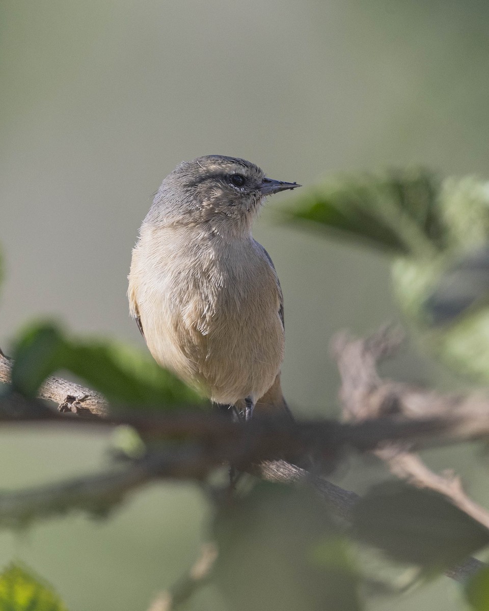 Cinereous Conebill - ML619868576