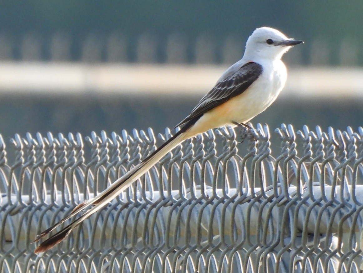 Scissor-tailed Flycatcher - ML619868577