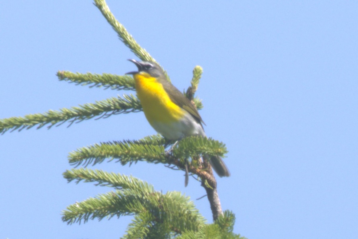 Yellow-breasted Chat - ML619868583