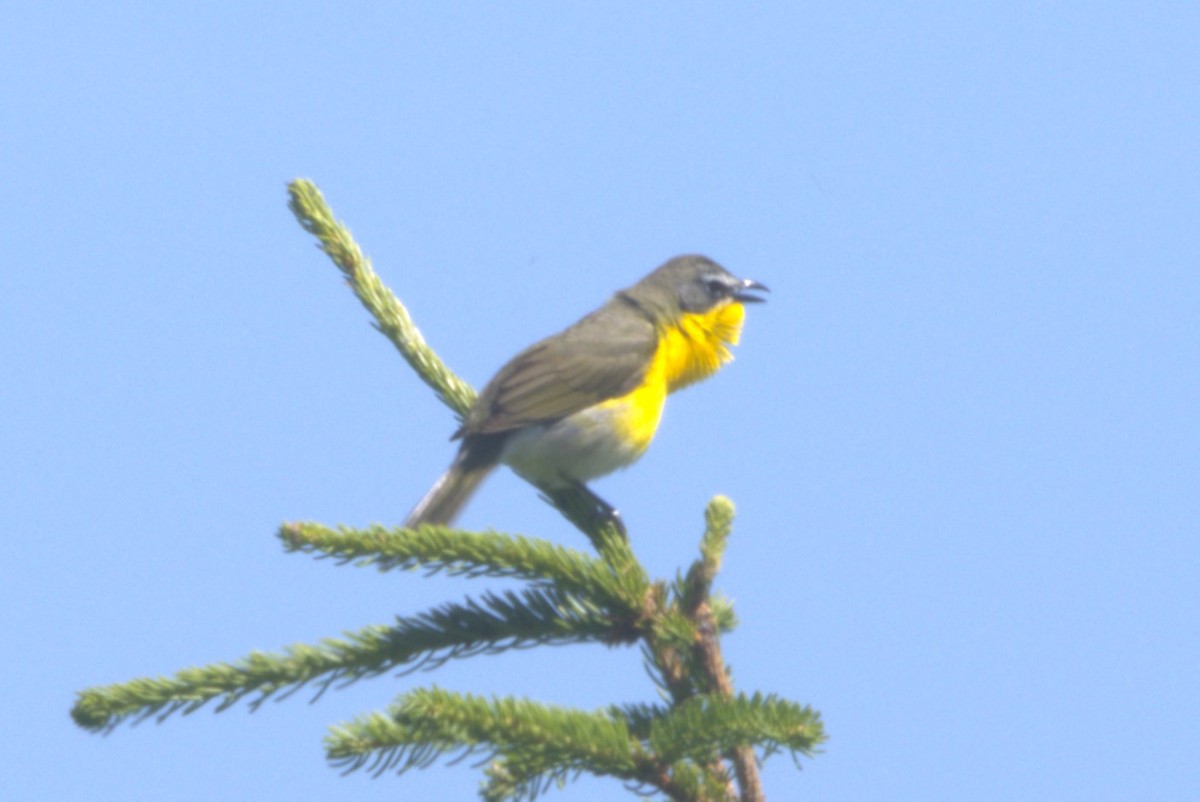 Yellow-breasted Chat - David Bennett