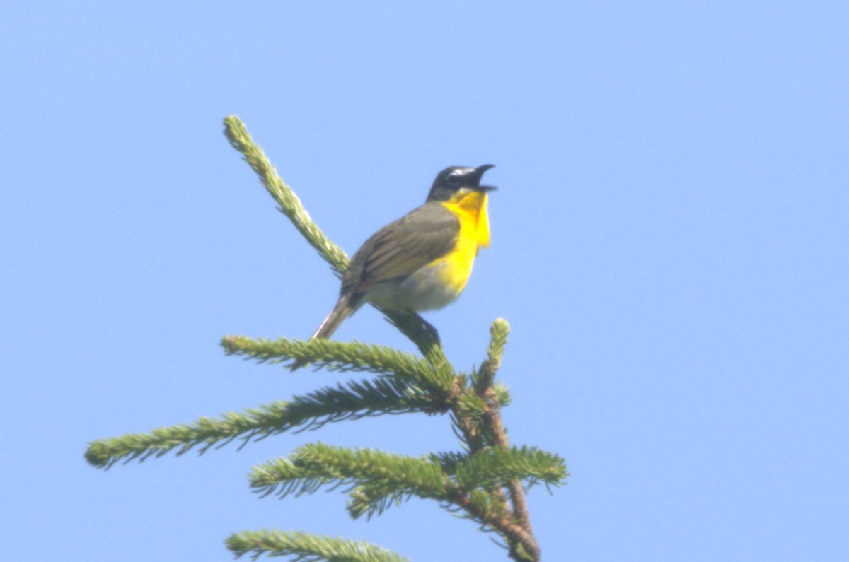 Yellow-breasted Chat - ML619868585