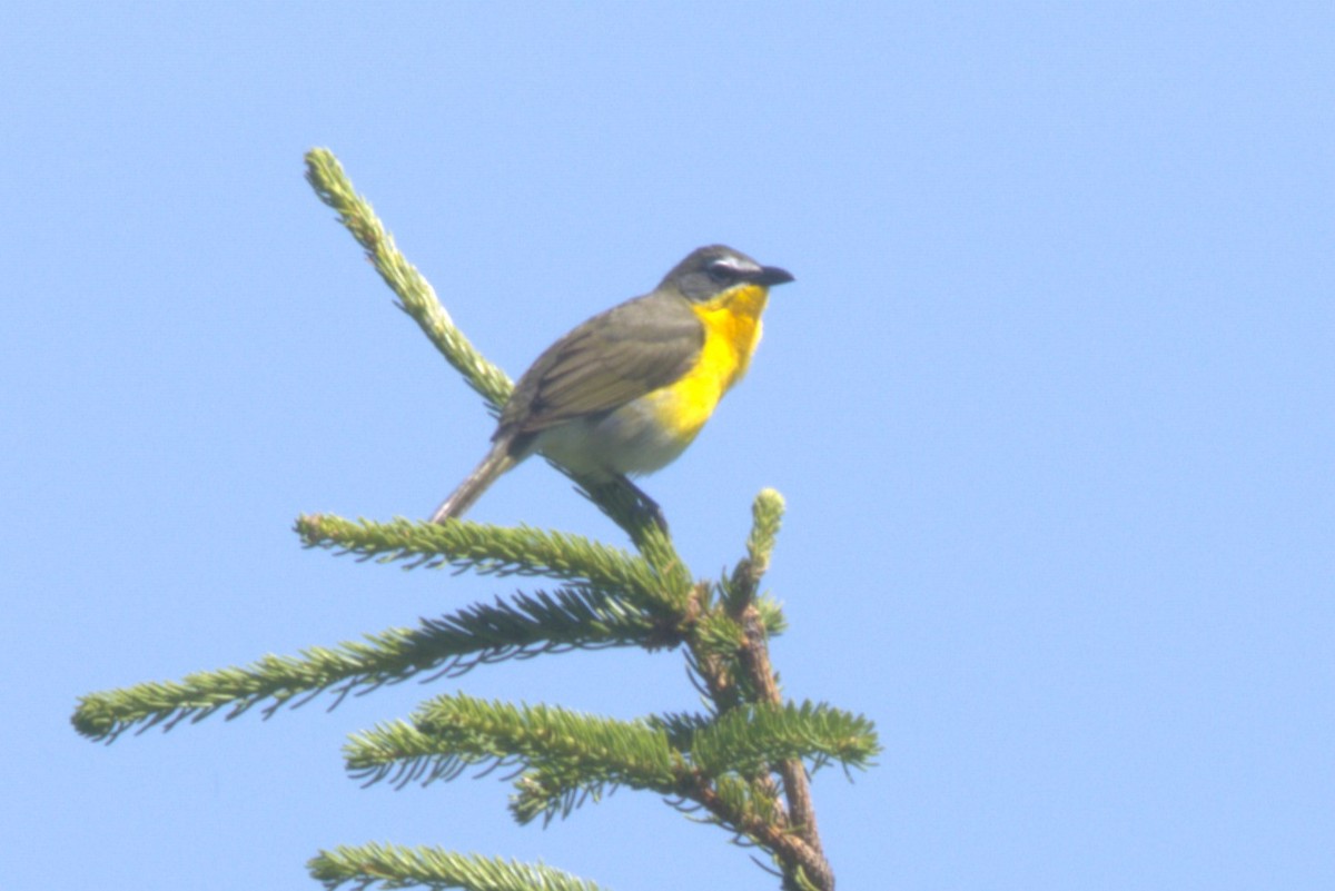 Yellow-breasted Chat - ML619868586