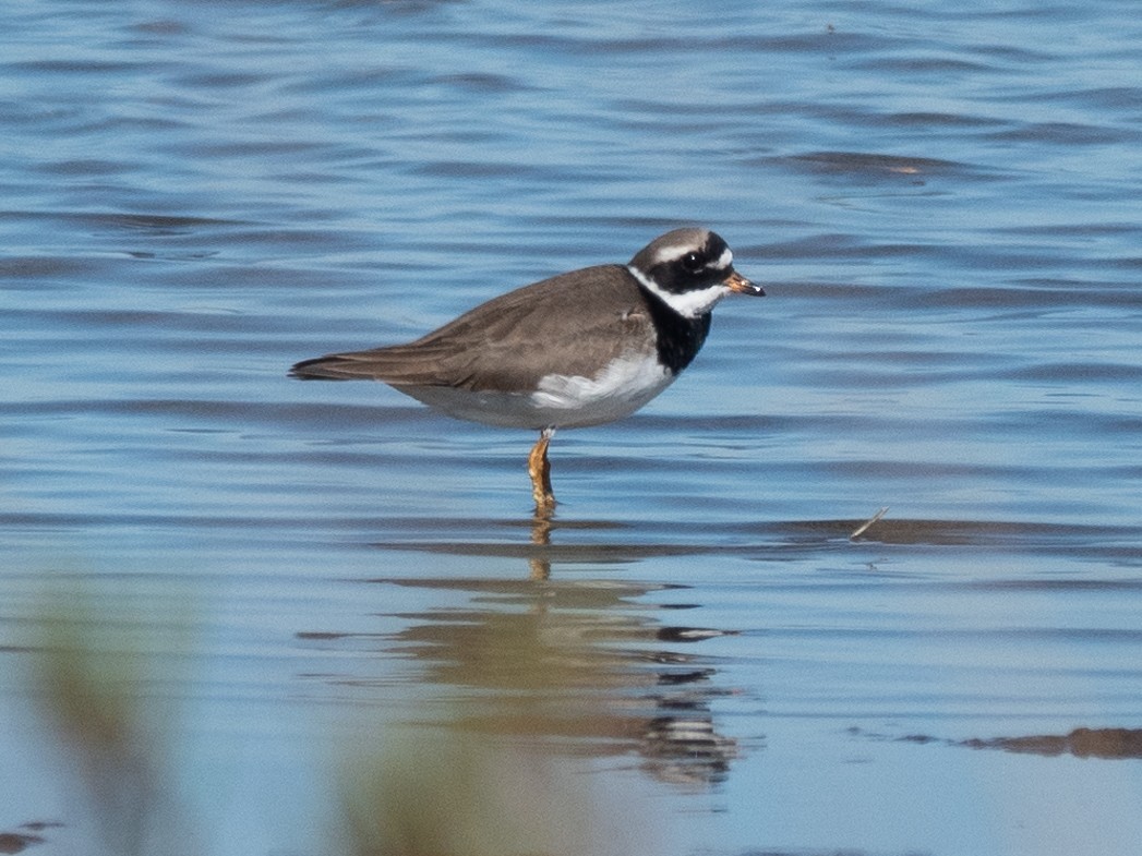 Common Ringed Plover - ML619868597