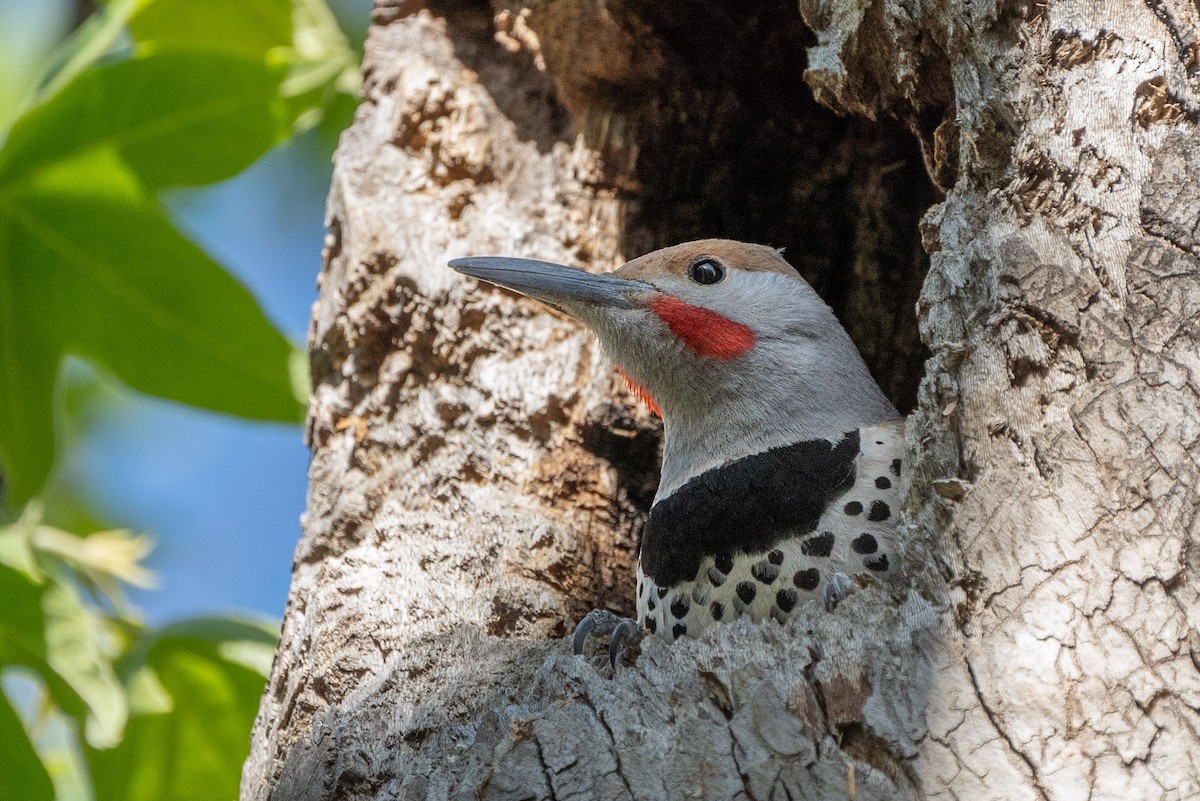 Northern Flicker (Red-shafted) - ML619868606