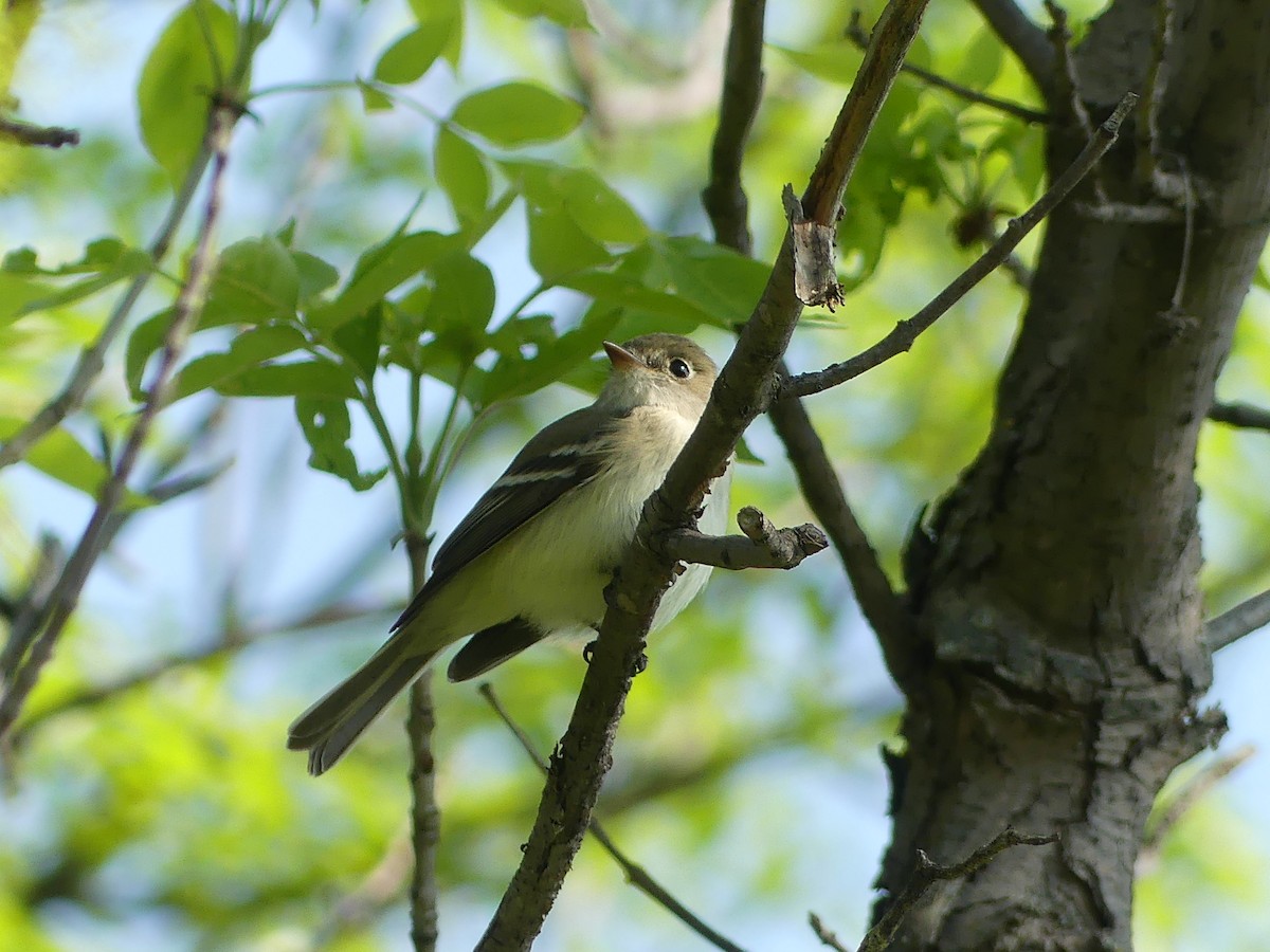 Least Flycatcher - ML619868608