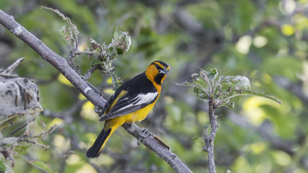 Bullock's Oriole - ML619868617