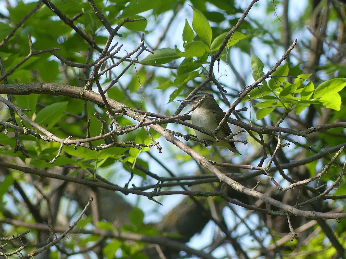 Red-eyed Vireo - ML619868619