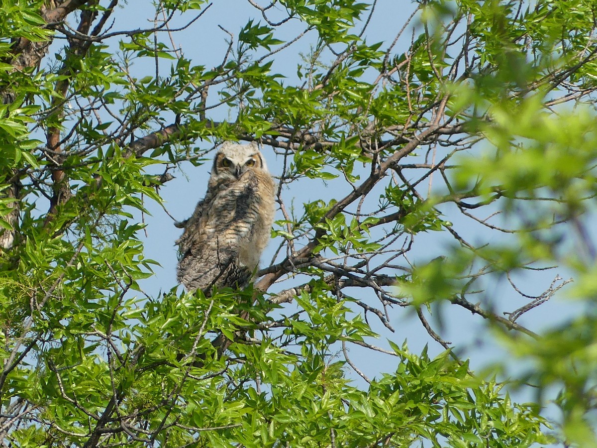 Great Horned Owl - ML619868630
