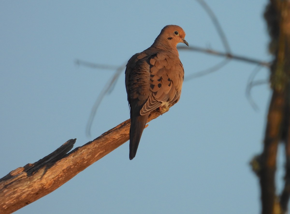 Mourning Dove - ML619868636