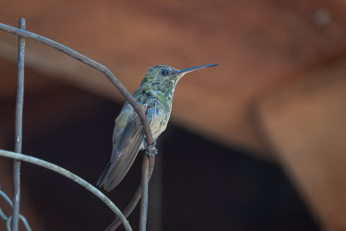 kolibřík mexický - ML619868646