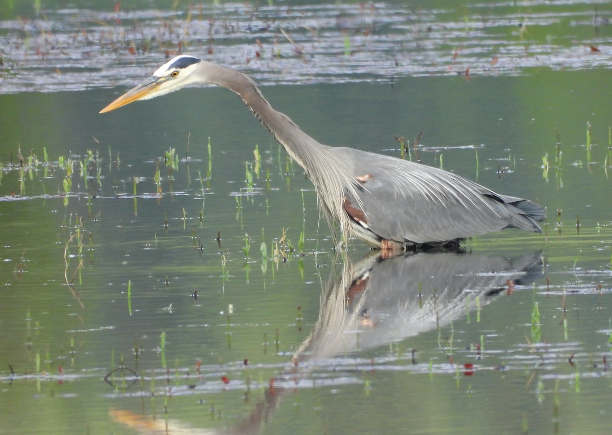 Great Blue Heron - ML619868654